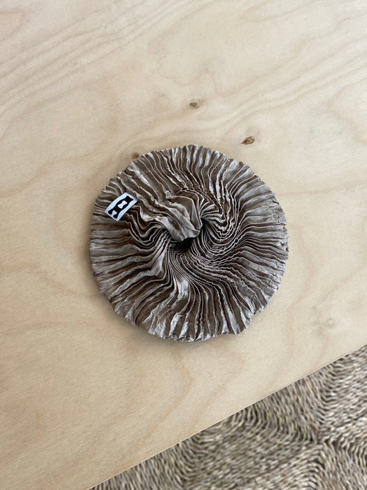 Silk Scrunchie